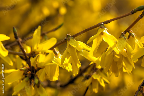 Obraz na płótnie Blooming in spring garden bush forsythia. Rural. w salonie