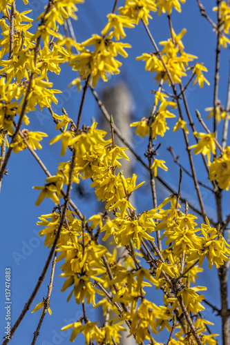Obraz na płótnie Blooming in spring garden bush forsythia. Rural. w salonie