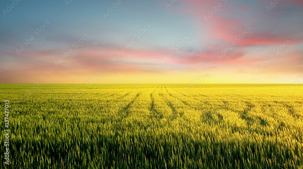 Field during sunset. Agricultural landscape