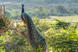 Peacock or Pavo cristatus