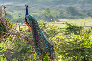 Fototapete Pfau Pavo cristatus im natürlichen Lebensraum  © Yakov