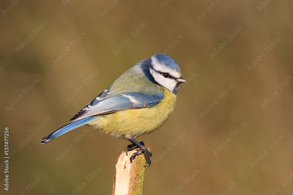 Obraz premium Blaumeise auf einem zerbrochenen Ast vor homogenen Hintergrund