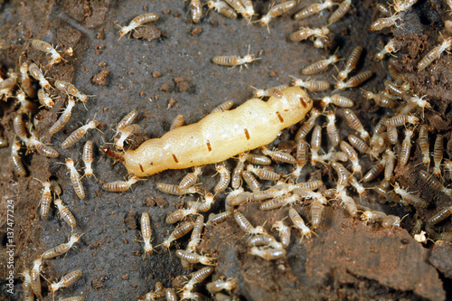 Fotografía Queen termite surrounded by workers in the Peruvian Amazon