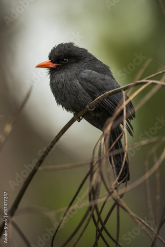 Black-fronted nunbird on branch, Mato Grosso do Sul, Brazil photo