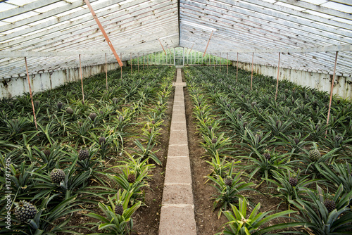 Ananas plantation; Faja de Baixo, Sao Miguel, Azores photo