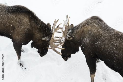 Captive bull moose (alces alces) play fighting with antlers touching in the snow, South-central Alaska; Portage, Alaska, United States of America photo