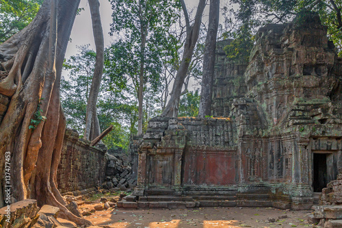 Roots cover the ruins of Ta Prohm Temple, Angkor