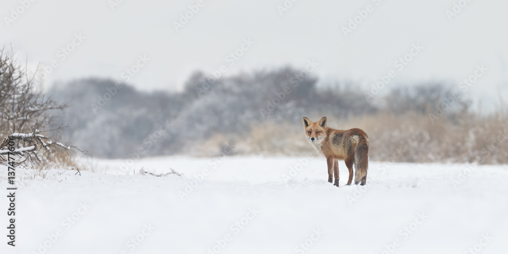 Obraz premium Red fox in a white winter landscape with fresh fallen snow 