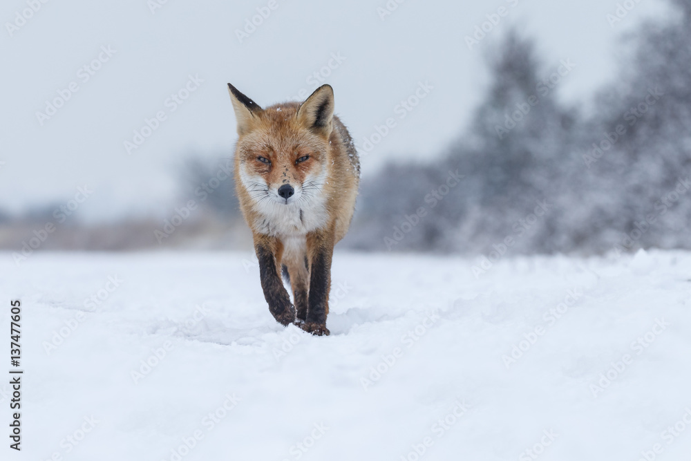 Red fox in a white winter landscape with fresh fallen snow
Red fox in a white winter landscape with fresh fallen snow