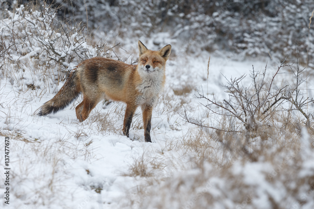 Red fox in a white winter landscape with fresh fallen snow
Red fox in a white winter landscape with fresh fallen snow