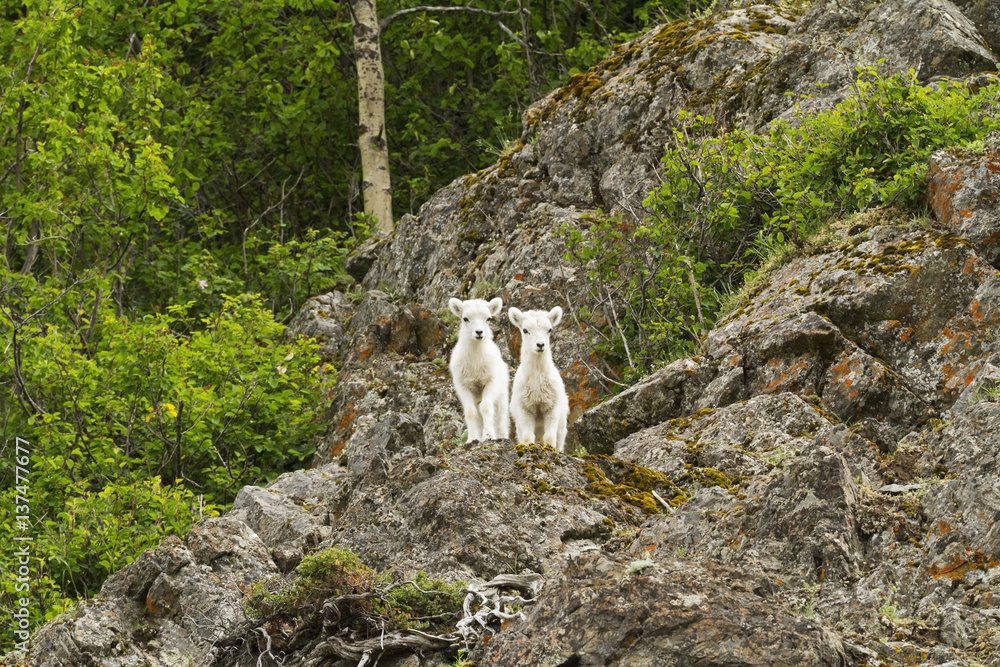Dall sheep (ovis dalli) lambs in Chugach Mountains near the Seward Highway in the Windy Point area Mile 107 Seward Highway, South-central Alaska; Alaska, United States of America Dall sheep (ovis dalli) lambs in Chugach Mountains near the Seward Highway in the Windy Point area Mile 107 Seward Highway, South-central Alaska; Alaska, United States of America