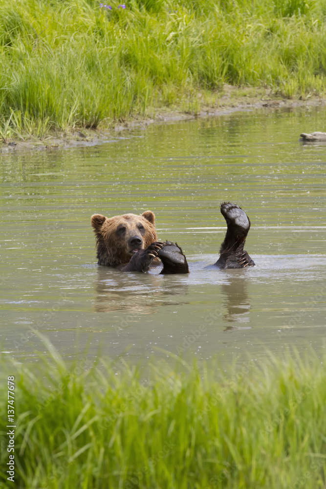 Captive brown bear (ursus arctos) playing in pond at Alaska Wildlife Conservation Center in summertime; Portage, Alaska, United States of America Captive brown bear (ursus arctos) playing in pond at Alaska Wildlife Conservation Center in summertime; Portage, Alaska, United States of America