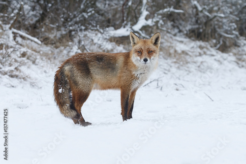 Red fox in a white winter landscape with fresh fallen snow 