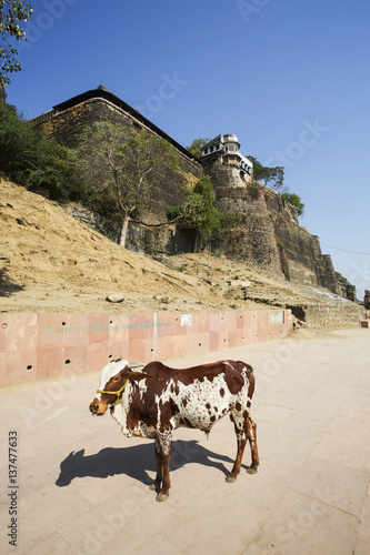 Ahilya Fort, ghats and cow on the Namada river bank photo