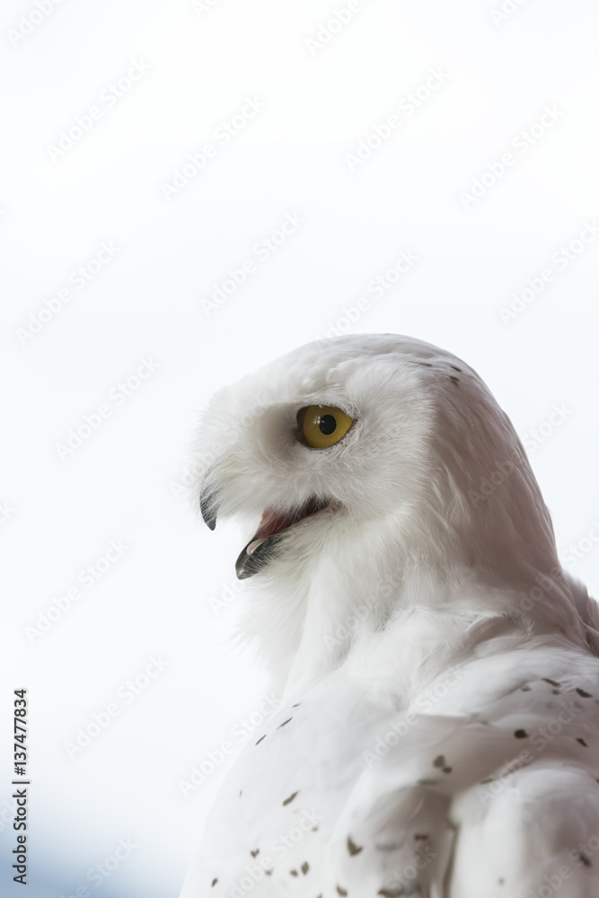 CAPTIVE: Portrait of a Snowy Owl, Southcentral Alaska CAPTIVE: Portrait of a Snowy Owl, Southcentral Alaska