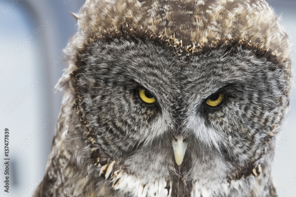 CAPTIVE: Portrait of a Great Gray Owl, Southcentral Alaska CAPTIVE: Portrait of a Great Gray Owl, Southcentral Alaska