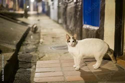 gatos en la noche photo