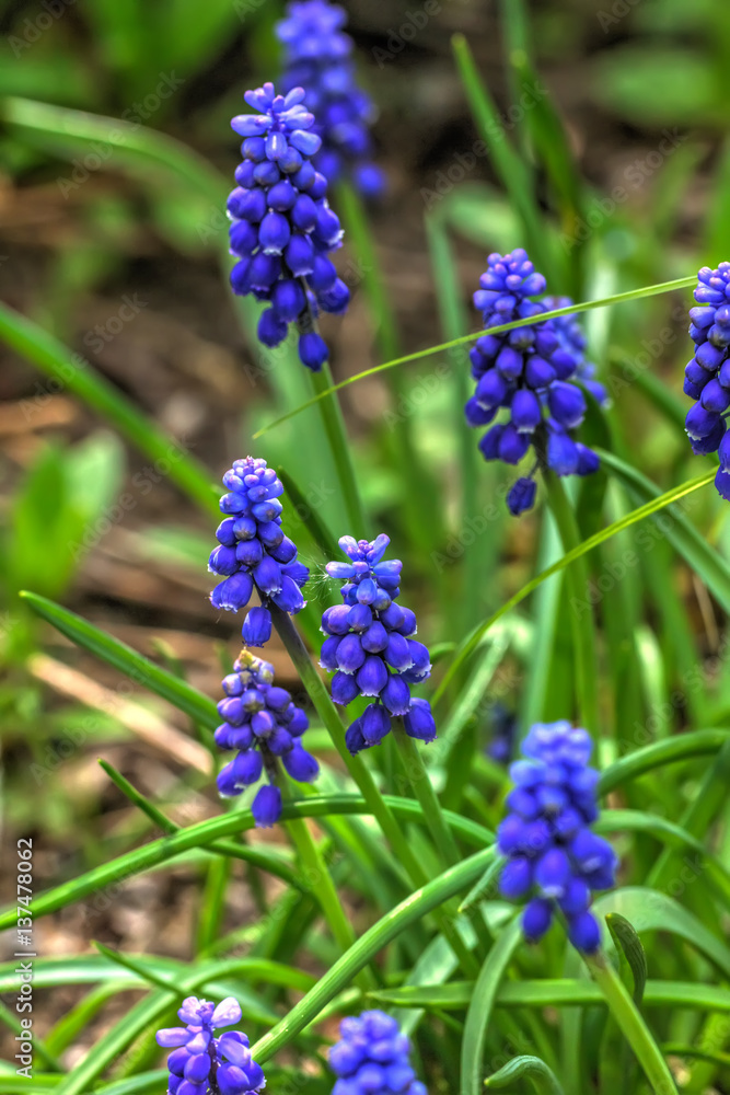 Blooming flower muscari in the spring garden.