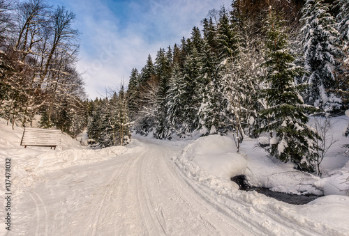 snowy road through spruce forest