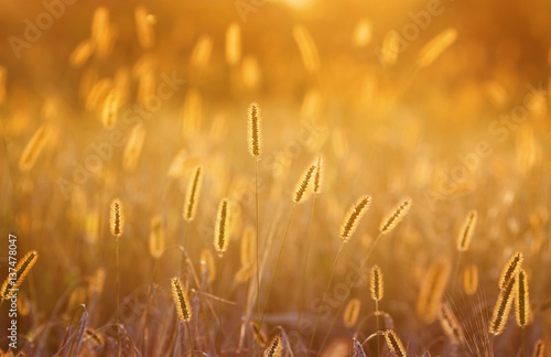 fluffy ears and blades of grass glow in the bright summer sun at dawn in the ...