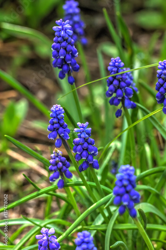 Blooming flower muscari in the spring garden. 