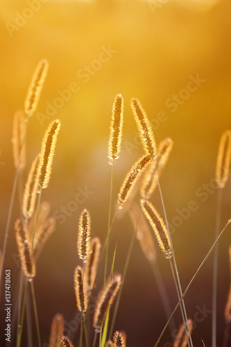 fluffy ears and blades of grass glow in the bright summer sun at dawn in the village