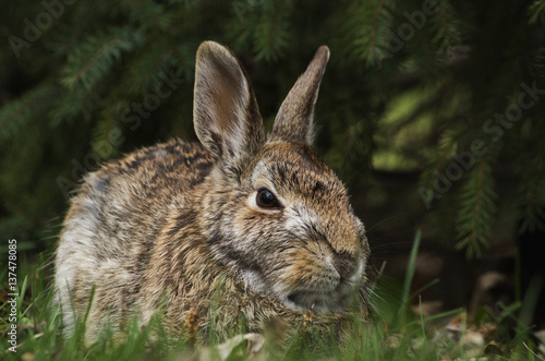 Cottontail rabbit (Sylvilagus floridanus); Les Cedres, Quebec, Canada photo