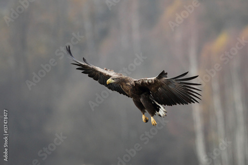 white-tailed eagle © adamfichna