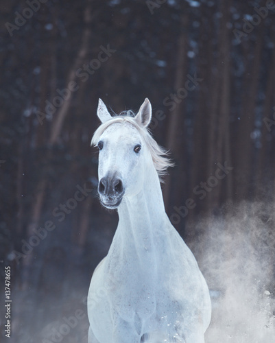 Portrait of white horse on snow on forest background