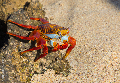 Blue Crab - Galapagos