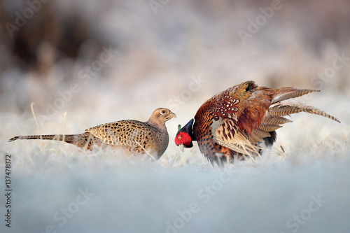 Pheasant