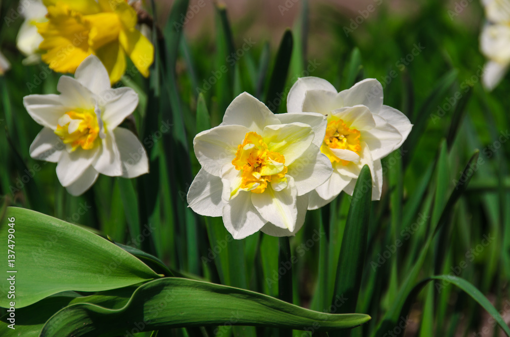 Narcissuses on a bed Narcissuses on a bed