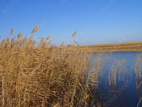 field of wheat and blue sky