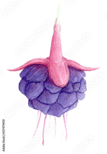 Watercolor illustration of a fuchsia flower