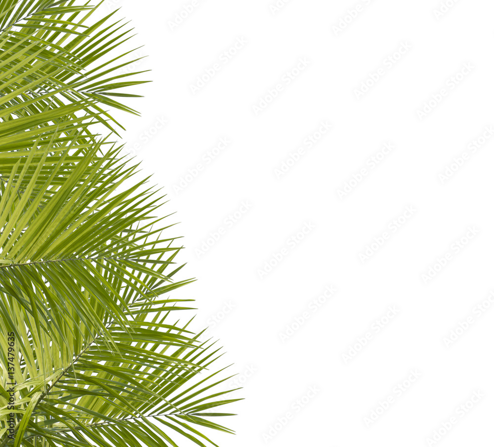Green palm leaves isolated Green palm leaves isolated