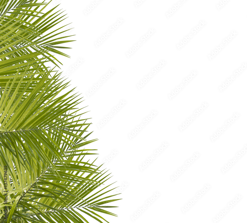 Green palm leaves isolated