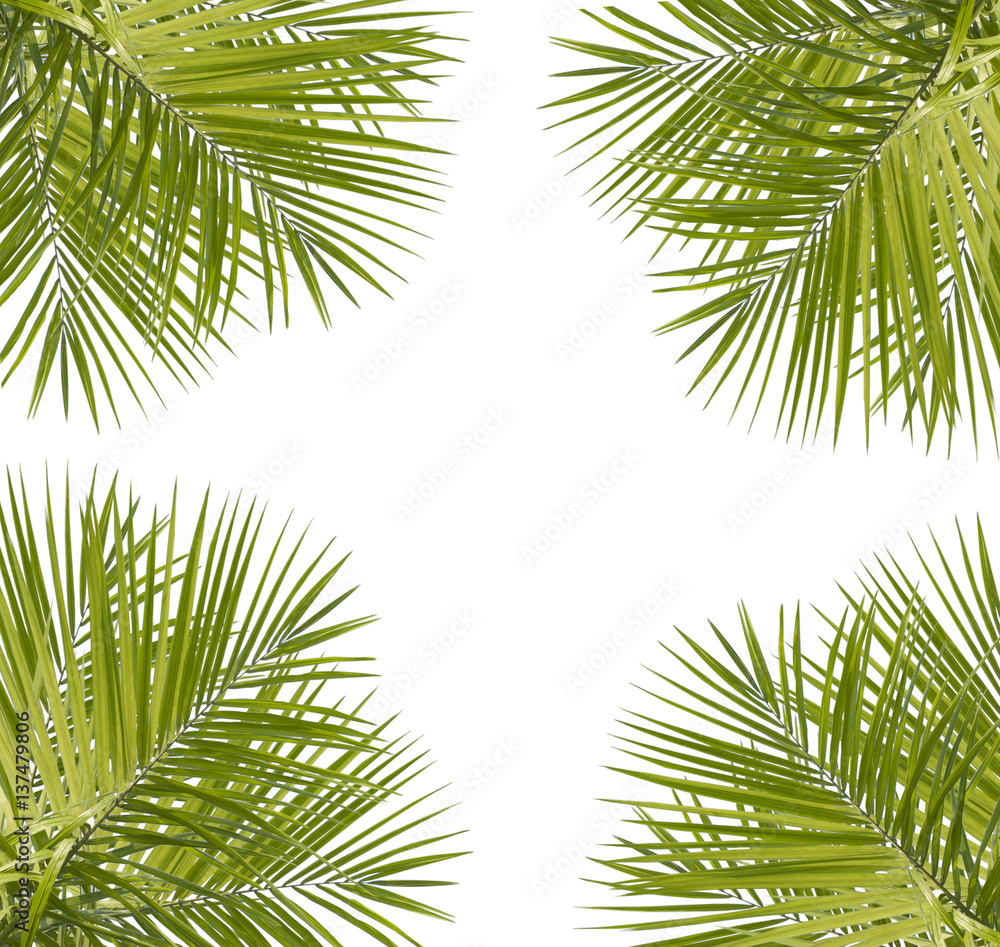 Fototapeta Green palm leaves isolated