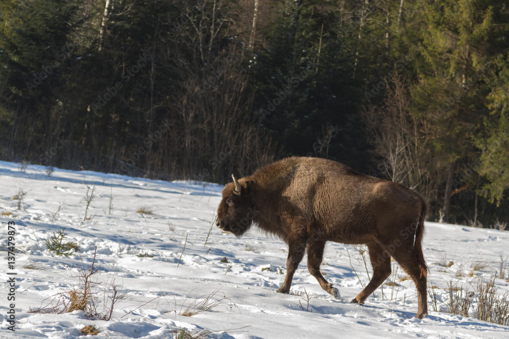 European bison winter in Carpathians European bison winter in Carpathians