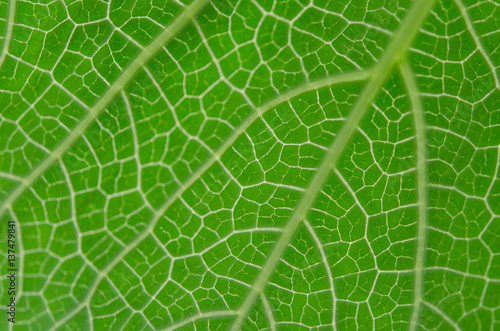 abstract blur green veins leaf background