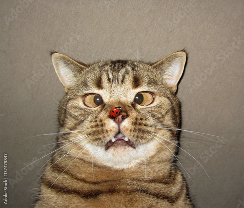 The ladybug  settles on nose of a cat. He is surprised by this. He got a funny look in his eye.