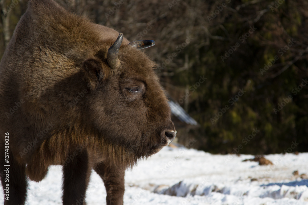 European bison winter in Carpathians European bison winter in Carpathians