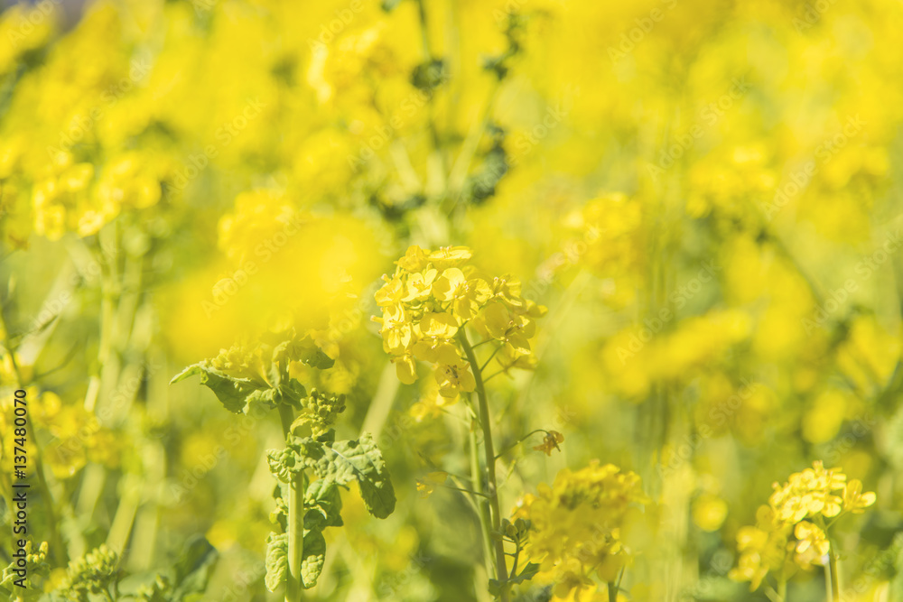 Obraz premium 菜の花