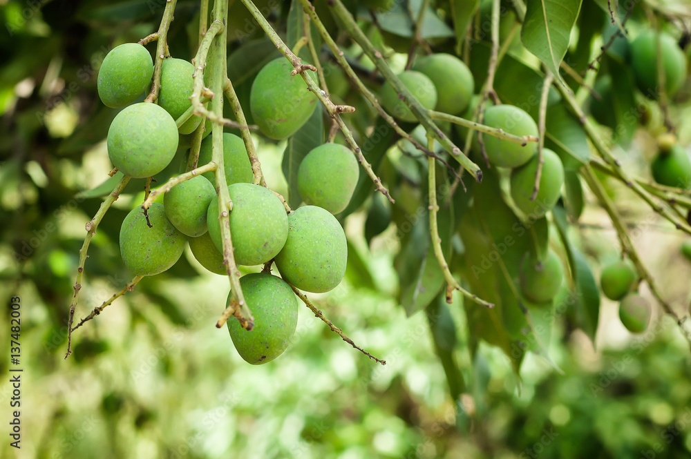 Mango Harvest the fruit of the tropics.