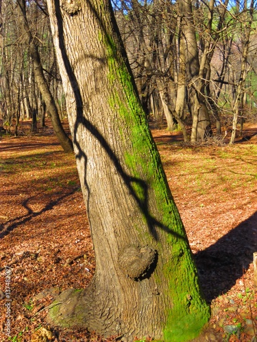 HEART of the TREE..!!!
