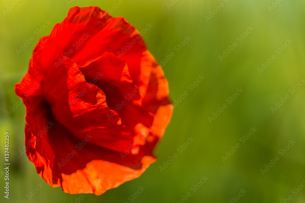 Fototapeta premium Offene Blüte einer Klatschmohnpflanze