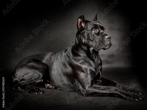 Φωτογραφία Black dog Cane corso on the black background