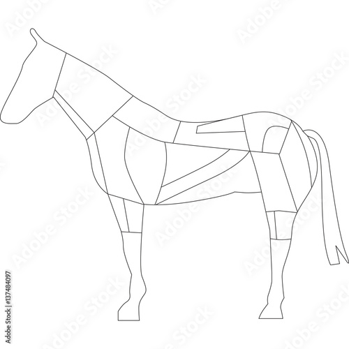 cavallo
