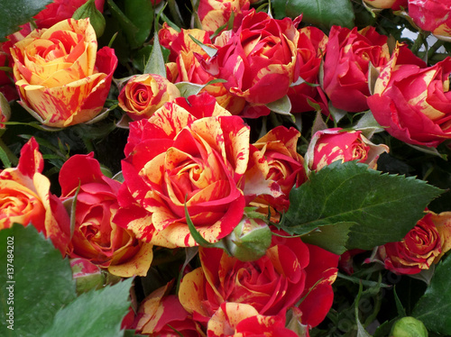 Bunch of Blooming Red and Yellow Two-tone Roses