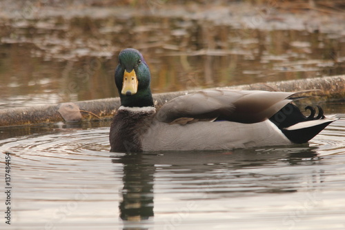 Mallard duck