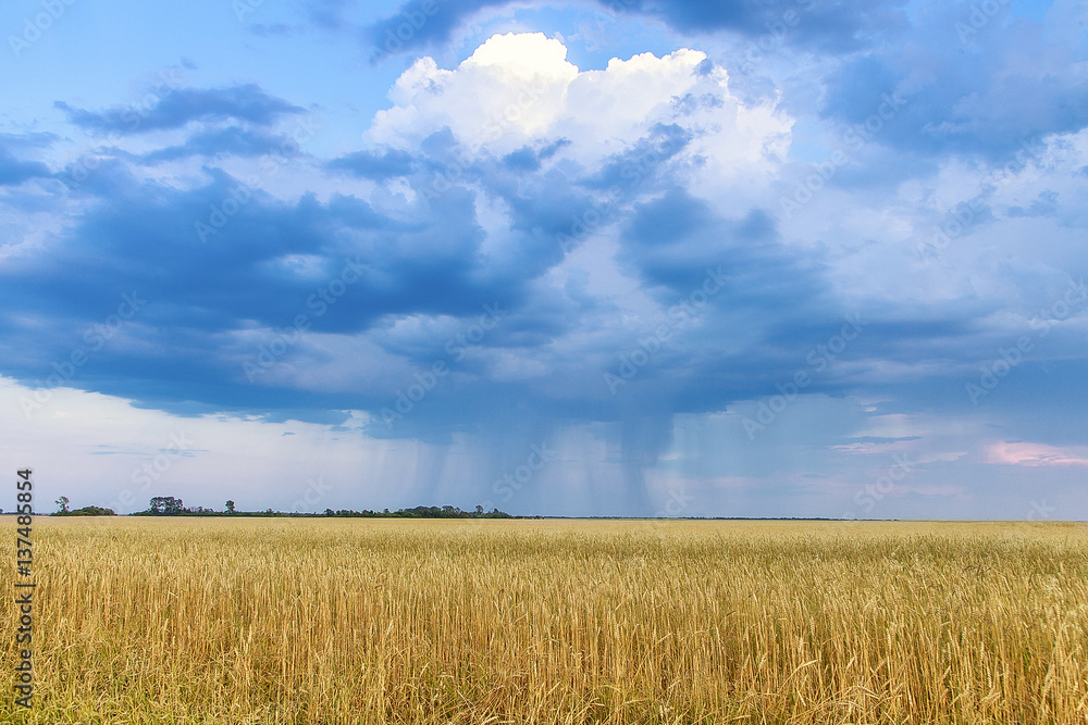 rain over wheat field